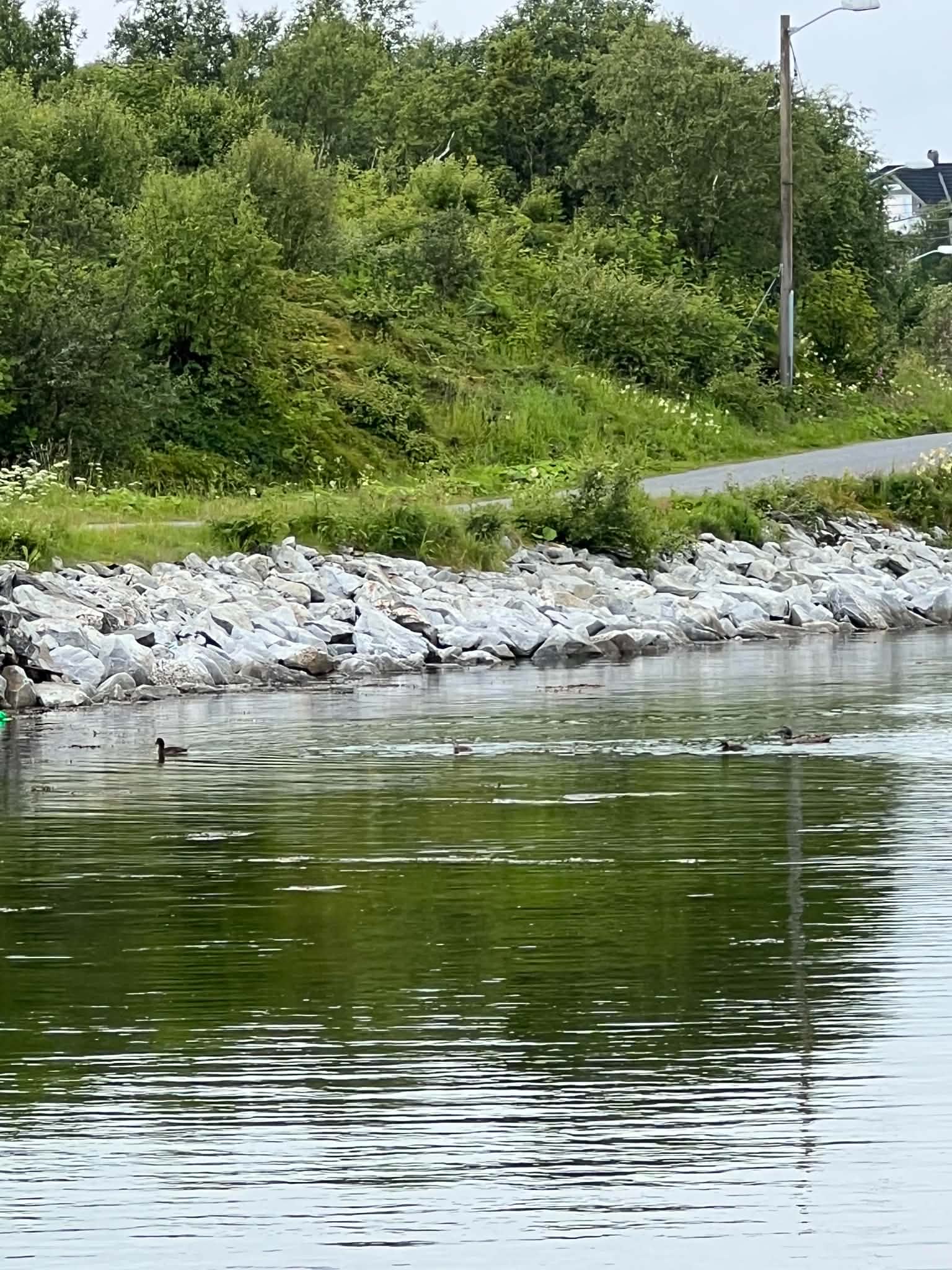 Ducks crossing a sheltered coastal pond beside a road on Herøy.