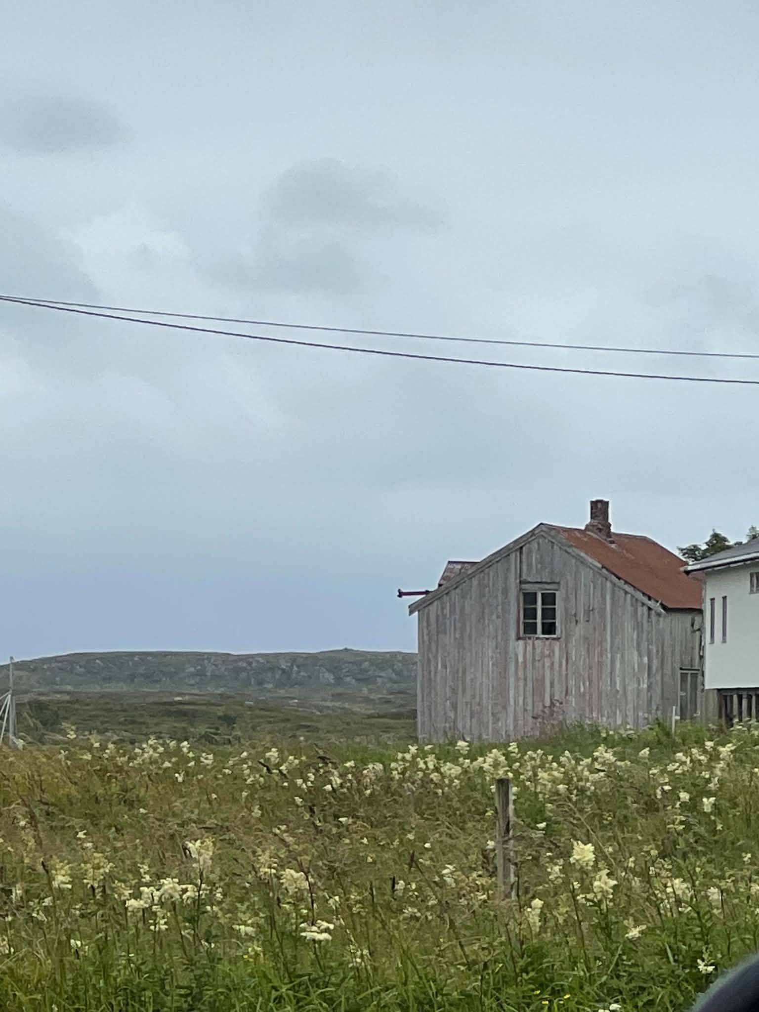 A weathered wooden coastal house among summer wildflowers on Herøy.
