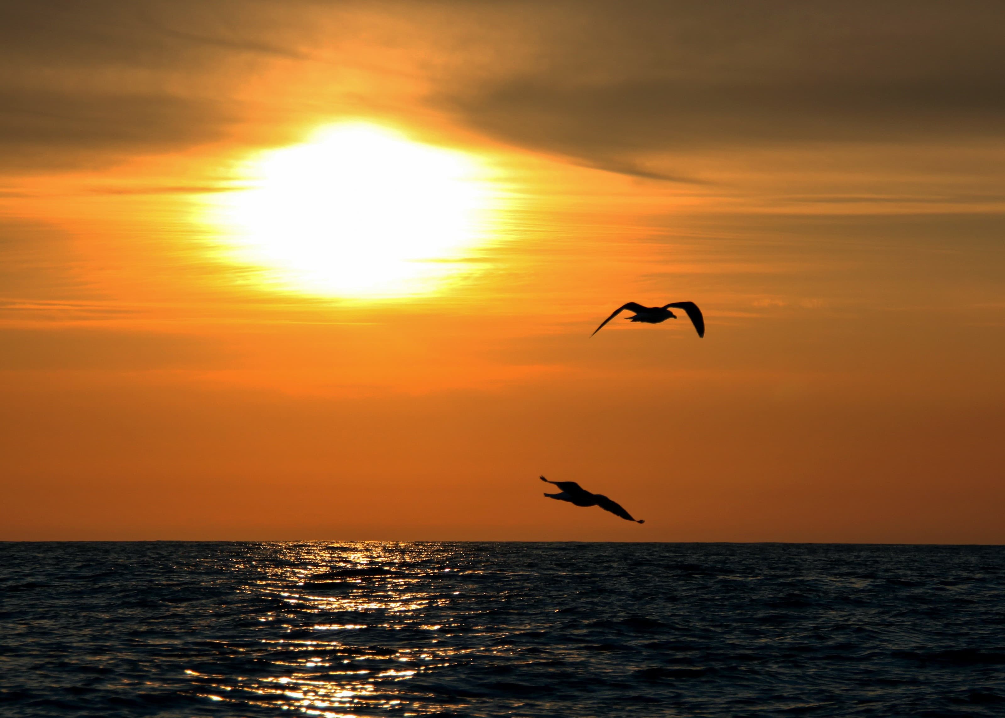 Seabirds flying above the sea in warm sunset light